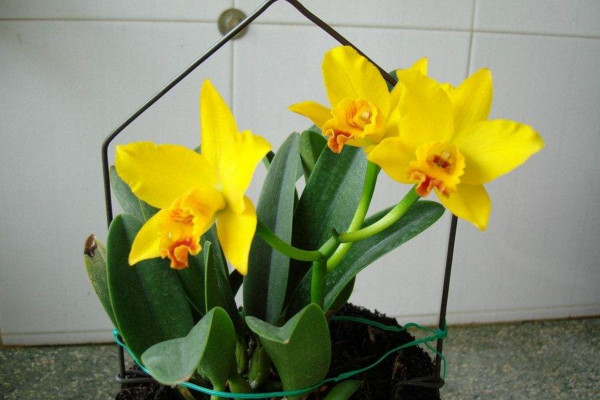 卡特蘭為什么不開(kāi)花,光照不足或者溫度不適導(dǎo)致