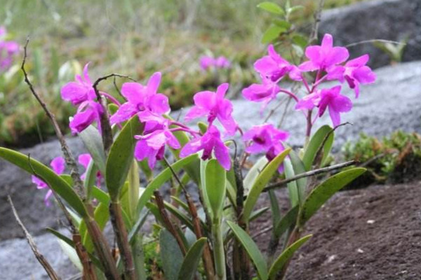 卡特蘭為什么不開(kāi)花,光照不足或者溫度不適導(dǎo)致