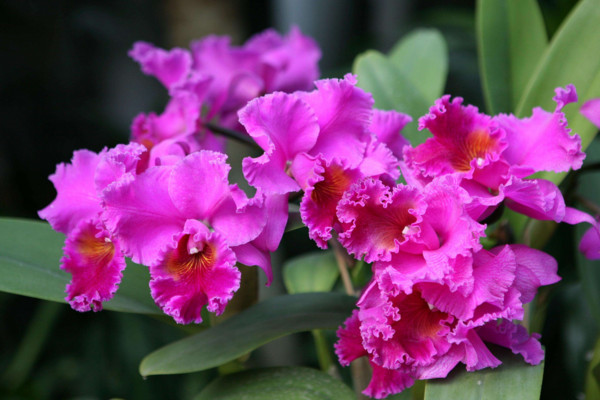 卡特蘭為什么不開(kāi)花,光照不足或者溫度不適導(dǎo)致