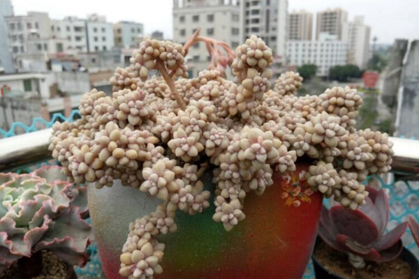 姬秋麗葉片發黃怎么辦,適當遮陰并控制澆水
