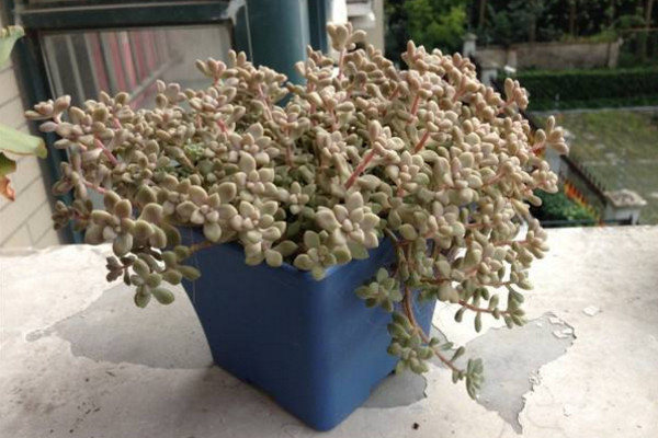 姬秋麗葉片發黃怎么辦,適當遮陰并控制澆水