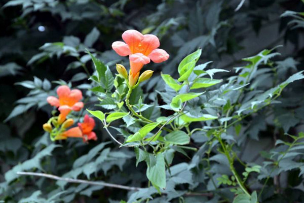 凌霄花的養殖方法,使用疏松肥沃的微酸性土壤養護