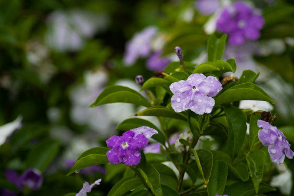 盆栽雙色茉莉冬天怎么養,入室保溫并加強光照
