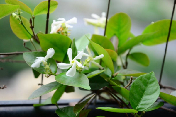 風車茉莉有毒嗎,汁液帶有一定的毒性