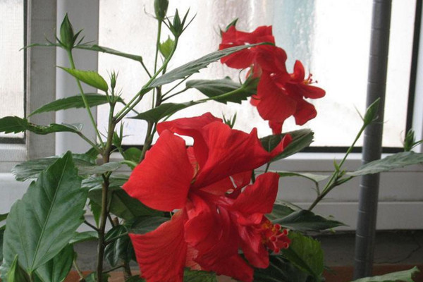 扶桑花修剪時間,小苗長到15cm左右時進行修剪
