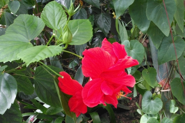 扶桑花修剪時間,小苗長到15cm左右時進行修剪