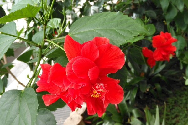 扶桑花修剪時間,小苗長到15cm左右時進行修剪
