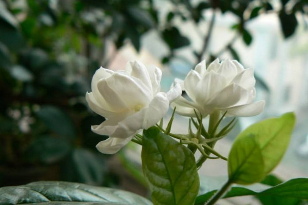 虎頭茉莉什么時候開花,其花期在每年的5~8月份