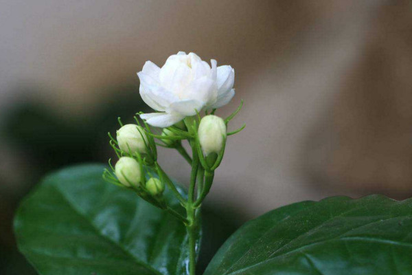 虎頭茉莉什么時候開花,其花期在每年的5~8月份