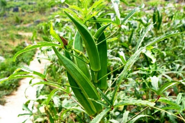 秋葵什么時候打頂,植株高度達到一米時進行