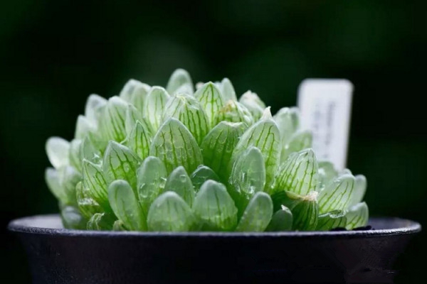 玉露幾天澆水一次,春秋季每星期澆水1~2次