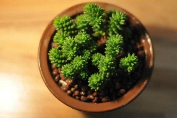 玉米石的養(yǎng)殖方法,掌握以下5點(diǎn)才是關(guān)鍵