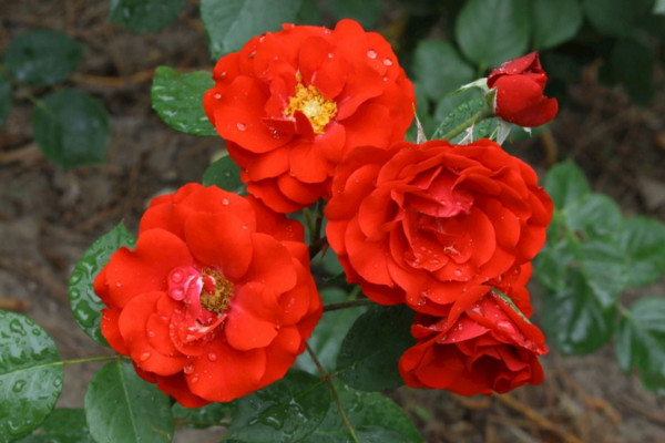 月季花的栽培方法,5步即可完成月季花栽培