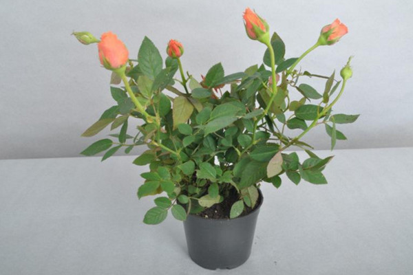 月季花的栽培方法,5步即可完成月季花栽培