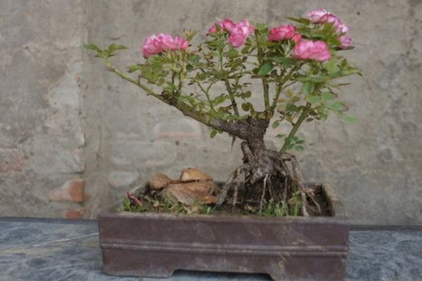 月季花的栽培方法,5步即可完成月季花栽培