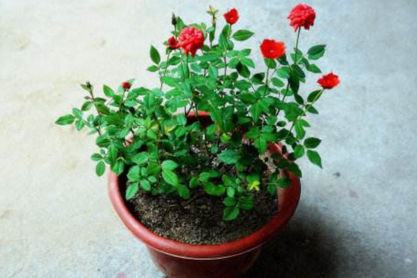 月季花的栽培方法,5步即可完成月季花栽培