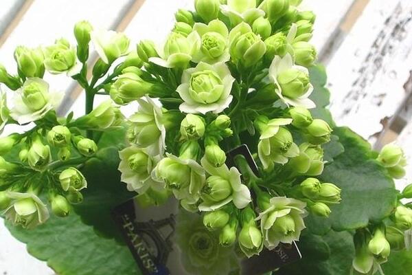 新買的長壽花要澆水嗎,待到土壤變干后方可澆水
