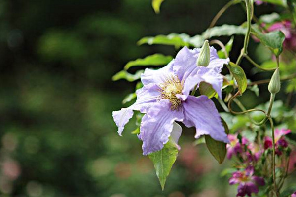 鐵線蓮種植與養(yǎng)護,4步即可完成植株的種植