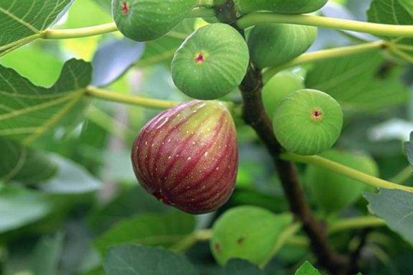 無花果盆栽的養殖方法,無花果養殖5大要點