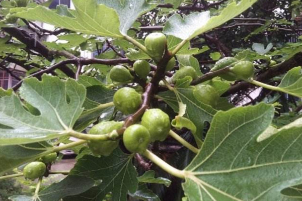 無花果盆栽的養殖方法,無花果養殖5大要點