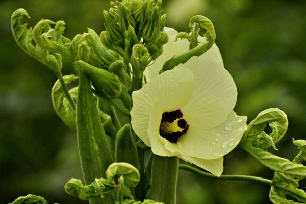 秋葵不開花結果的原因,可能是因為光照、養分不足導致