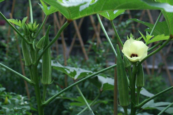秋葵不開花結果的原因,可能是因為光照、養分不足導致