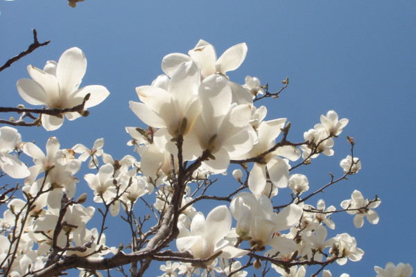 玉蘭花的寓意和象征,品性高潔/情意堅(jiān)貞