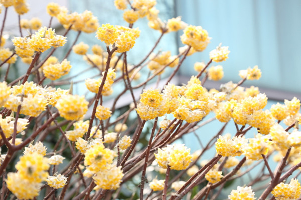 結(jié)香花怎么繁殖,主要有播種、扦插、分株三種方法