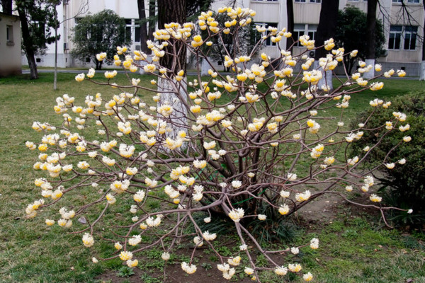 結(jié)香花怎么繁殖,主要有播種、扦插、分株三種方法
