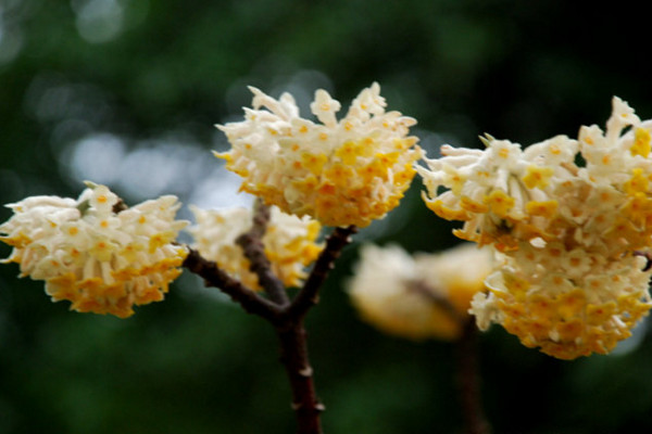 結(jié)香花怎么繁殖,主要有播種、扦插、分株三種方法