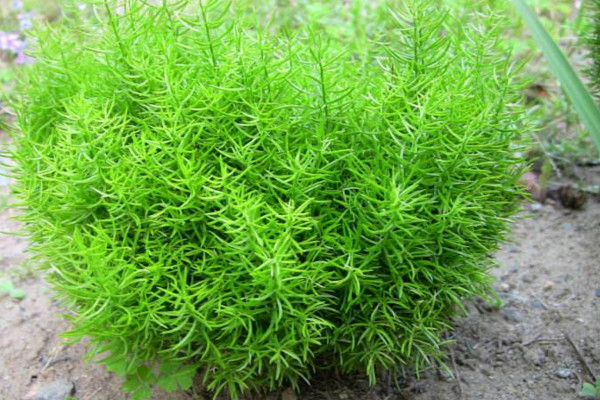 天門冬的養(yǎng)殖方法和注意事項(xiàng),不可忽視的4大要點(diǎn)