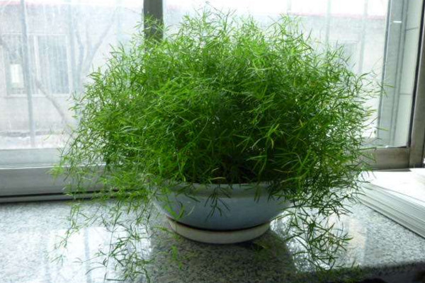 天門冬的養(yǎng)殖方法和注意事項(xiàng),不可忽視的4大要點(diǎn)