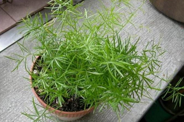 天門冬的養(yǎng)殖方法和注意事項(xiàng),不可忽視的4大要點(diǎn)