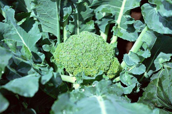 西蘭花種植技術,建議在每年的3月進行種植