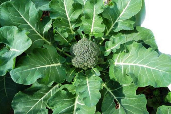西蘭花種植技術,建議在每年的3月進行種植
