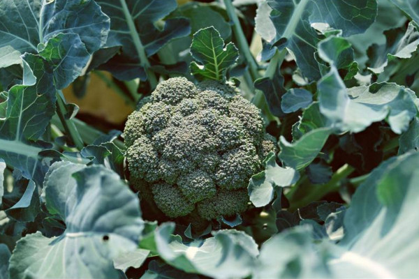 西蘭花種植技術,建議在每年的3月進行種植
