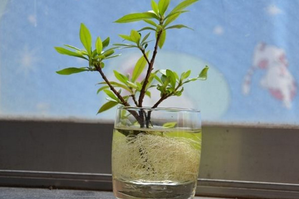 梔子花水培扦插繁殖技術,建議在植株的生長季節進行