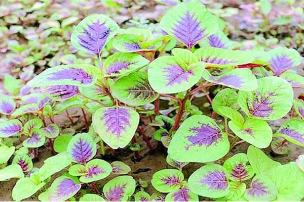 莧菜種植時間和方法,建議在每年的3~4月進行種植