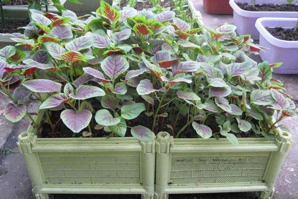 莧菜種植時間和方法,建議在每年的3~4月進行種植