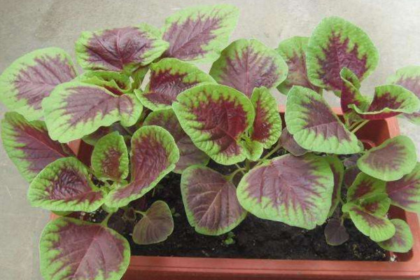 莧菜種植時間和方法,建議在每年的3~4月進行種植