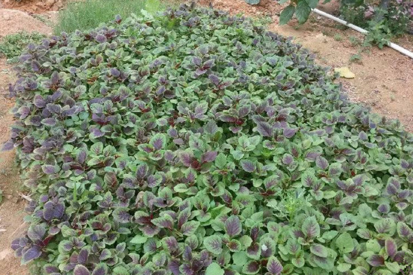 莧菜種植時間和方法,建議在每年的3~4月進行種植