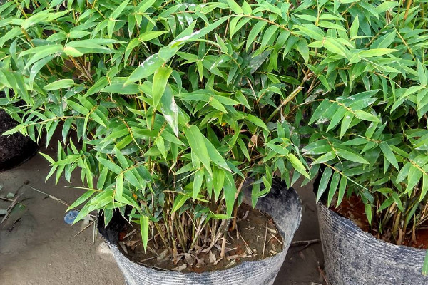 鳳尾竹多久澆一次水,不同季節(jié)澆水頻率不同