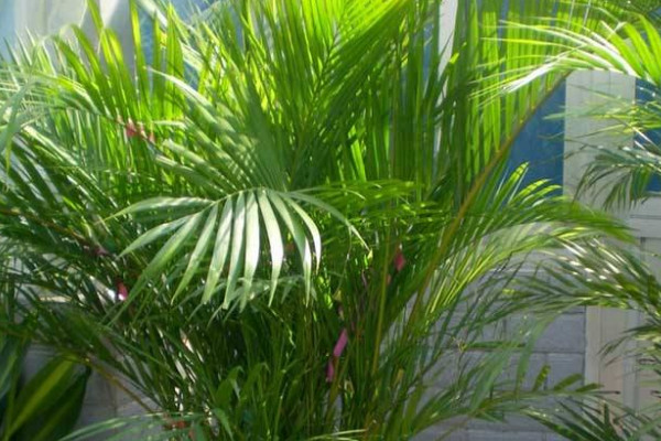 鳳尾竹多久澆一次水,不同季節(jié)澆水頻率不同