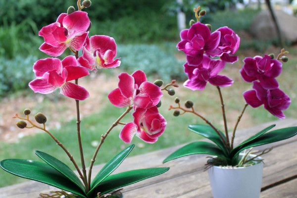蝴蝶蘭種子催芽方法,浸泡催芽/埋土催芽/紙巾催芽