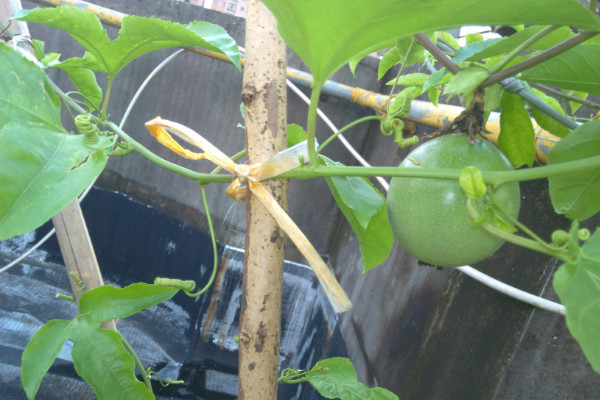 百香果樹苗如何種植,栽植在肥沃松軟的土壤中