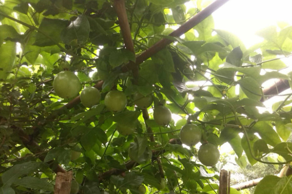 百香果樹苗如何種植,栽植在肥沃松軟的土壤中