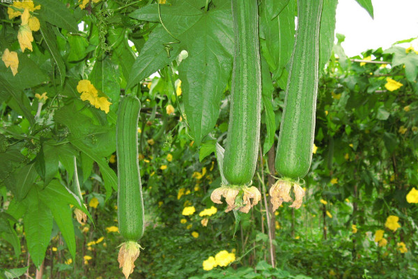絲瓜種植技術與管理,建議在春秋兩季進行種植