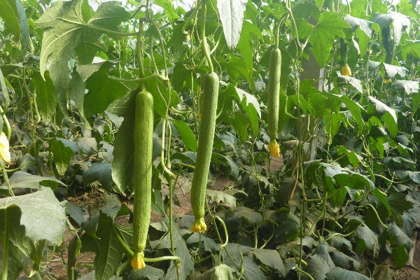 絲瓜種植技術與管理,建議在春秋兩季進行種植
