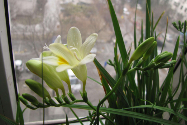 香雪蘭怎么修剪,矮化打頂是重中之重