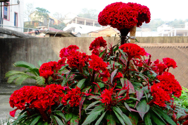 雞冠花怎么越冬,控制溫度并減少澆水